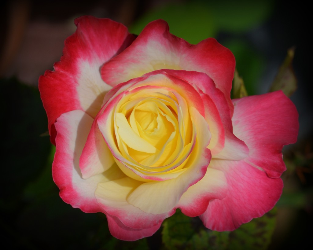 My First Spring Rose DSC_9451 by merrelyn