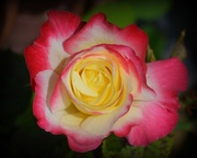 9th Sep 2015 - My First Spring Rose DSC_9451