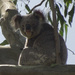 Winifred by koalagardens