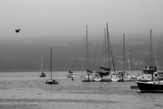9th Sep 2015 - Boats in the basin