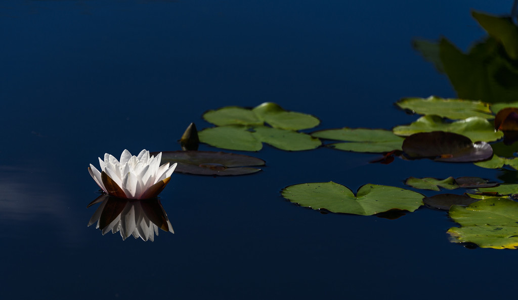 Reflected Water Lily by jgpittenger