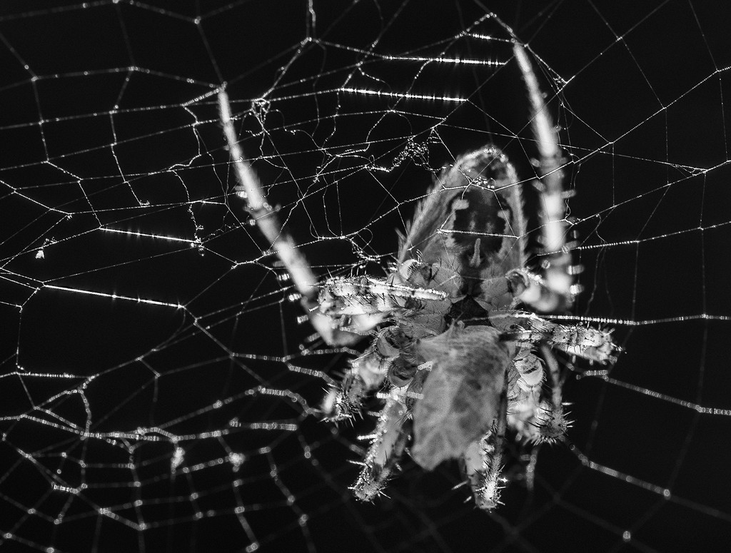 Spider with Dinner Wrap b and w by jgpittenger