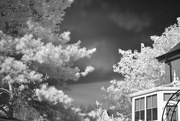 9th Sep 2015 - Trees by infrared