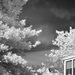 Trees by infrared by ziggy77