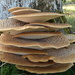 fungus among us by christophercox