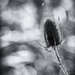 9th September 2015     - Teasel and bokeh by pamknowler