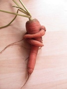 30th Nov 2009 - A huggy Carrot