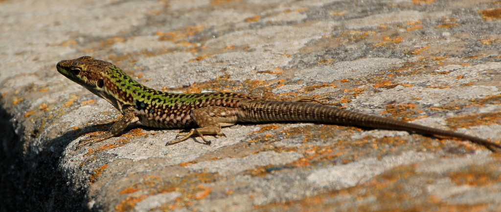 Lizard by busylady
