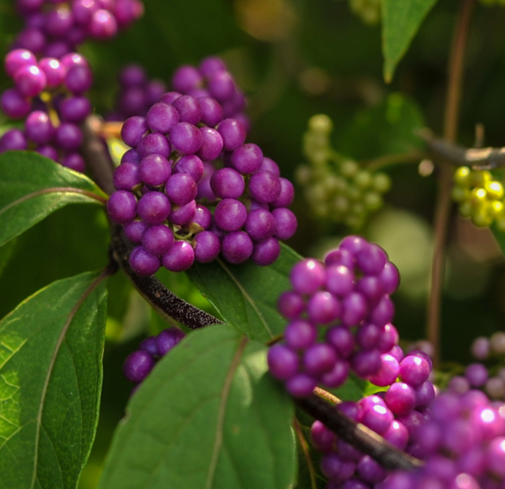Purple berries revisited by loweygrace