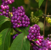 9th Sep 2015 - Purple berries revisited