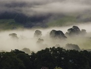 8th Sep 2015 - Trees in the mist