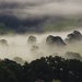 Trees in the mist by shepherdman