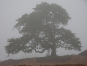 9th Sep 2015 - Foggy Tree