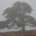 Foggy Tree by jae_at_wits_end
