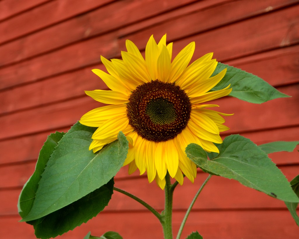 Sunflower by mariaostrowski