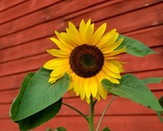 3rd Sep 2015 - Sunflower