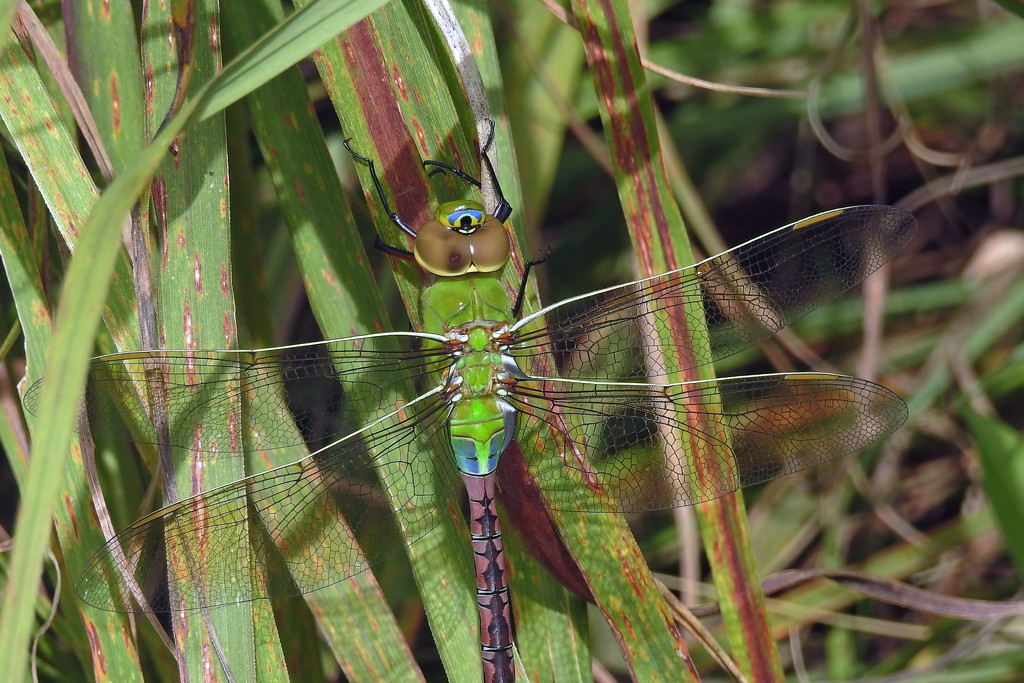 Green Darner Dragonfly by rminer