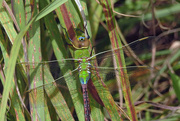 9th Sep 2015 - Green Darner Dragonfly