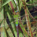 Green Darner Dragonfly by rminer