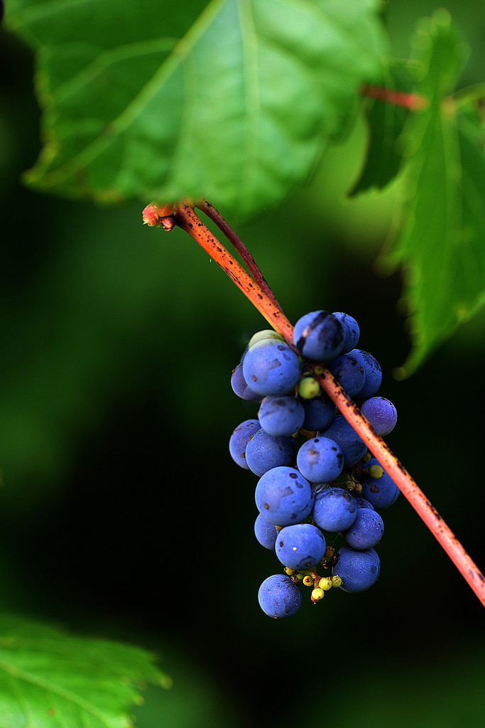Blue grapes! by fayefaye