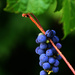 Blue grapes! by fayefaye
