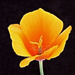 California Poppy by joysfocus