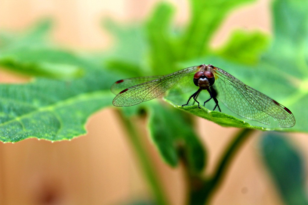dragonfly by adi314