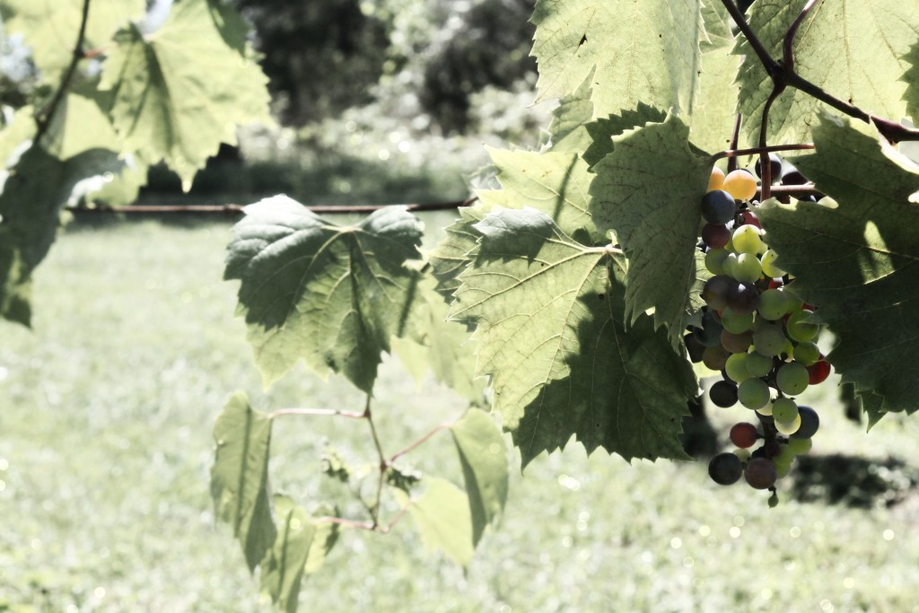 grapes by edie