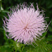 Cirsium vulgare (Bull thistle) by rhoing