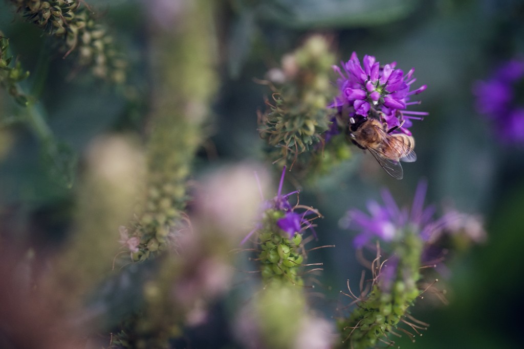 Busy Bee by tina_mac
