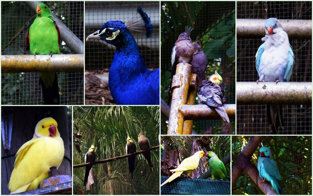 A Collection of Birds. by happysnaps