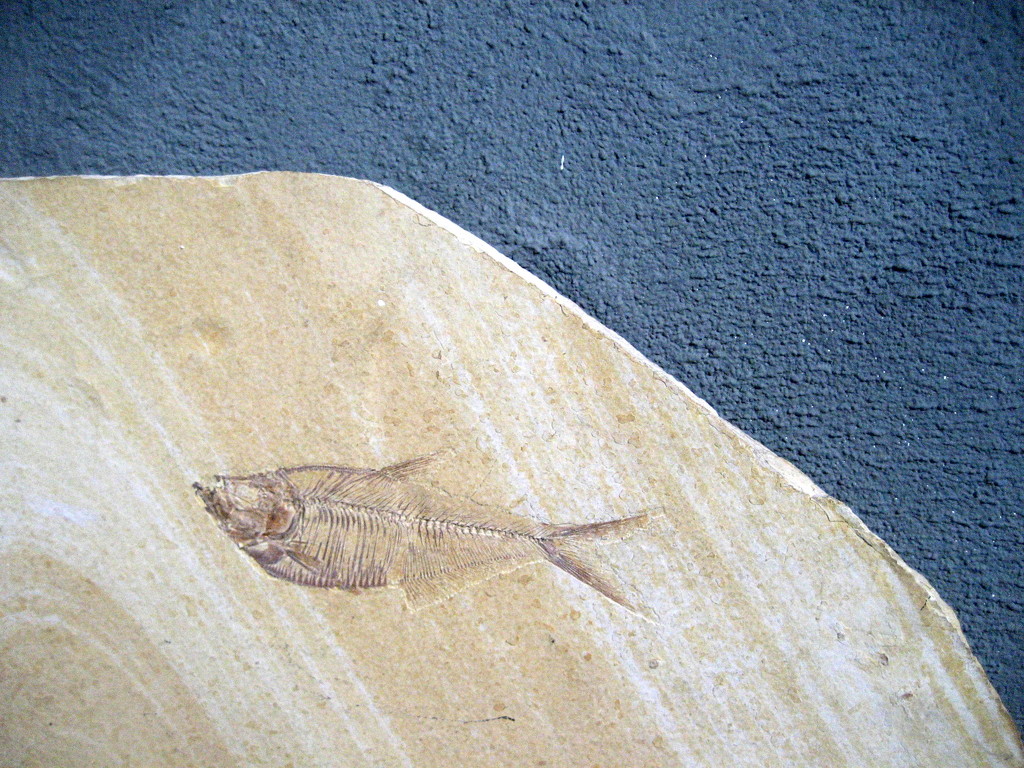 Fossil fish by steveandkerry