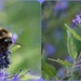bee on blue by quietpurplehaze