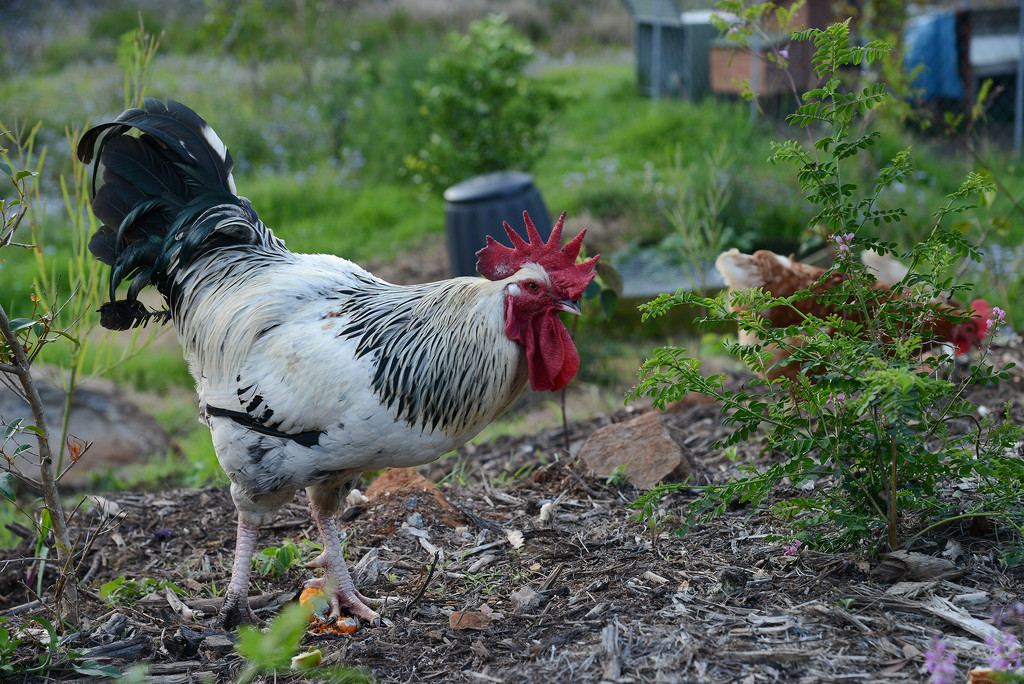 The rooster by jeneurell