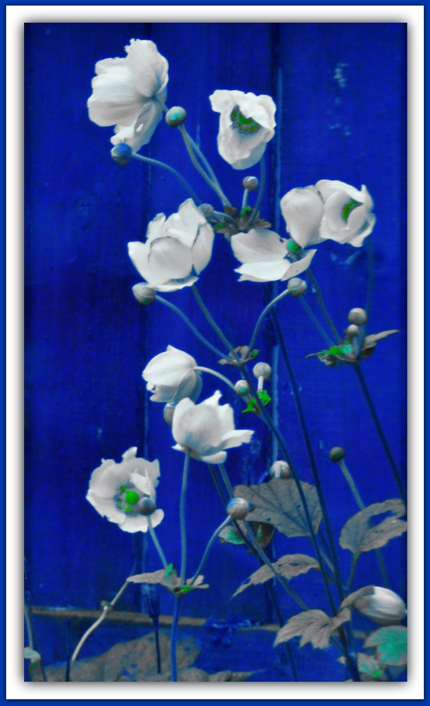 The blue panel  by beryl