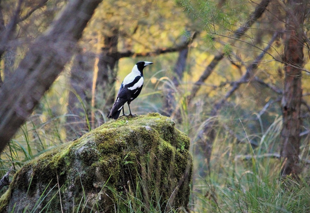 "Mossy Magpie"... by tellefella