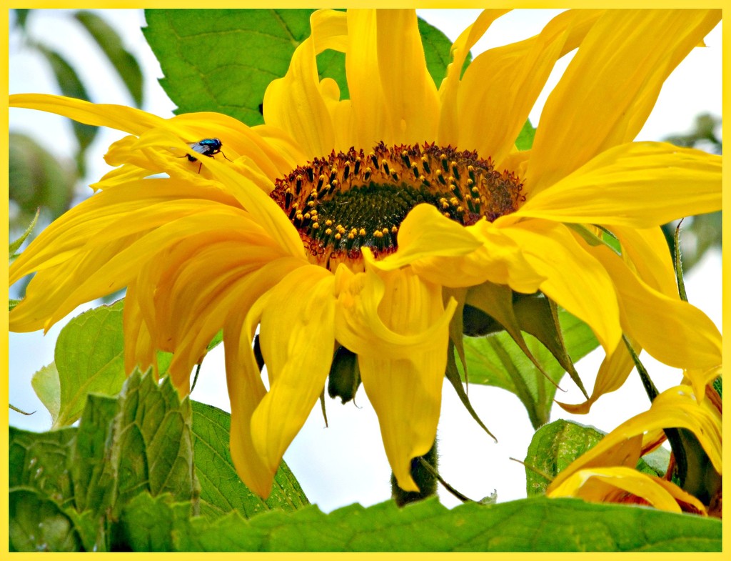 Sunflower on a cloudy Day.  by wendyfrost