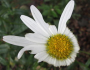 10th Sep 2015 - The last of my beautiful daisies