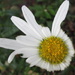 The last of my beautiful daisies by bruni