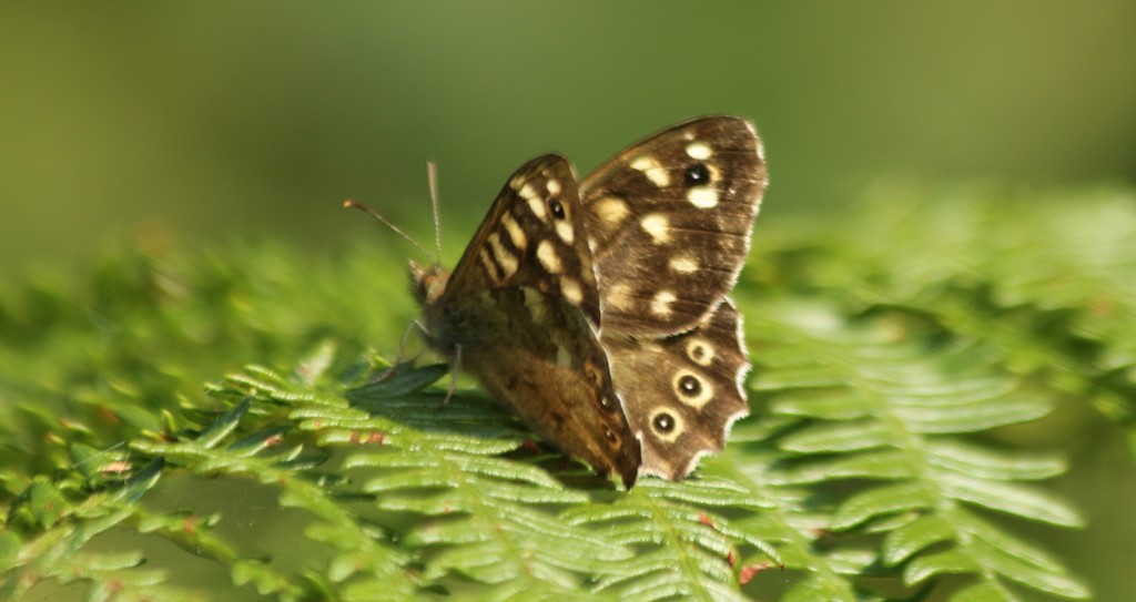 Speckled Wood by orchid99