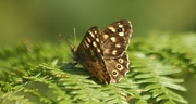10th Sep 2015 - Speckled Wood