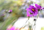 10th Sep 2015 - Cosmos and the garden shed