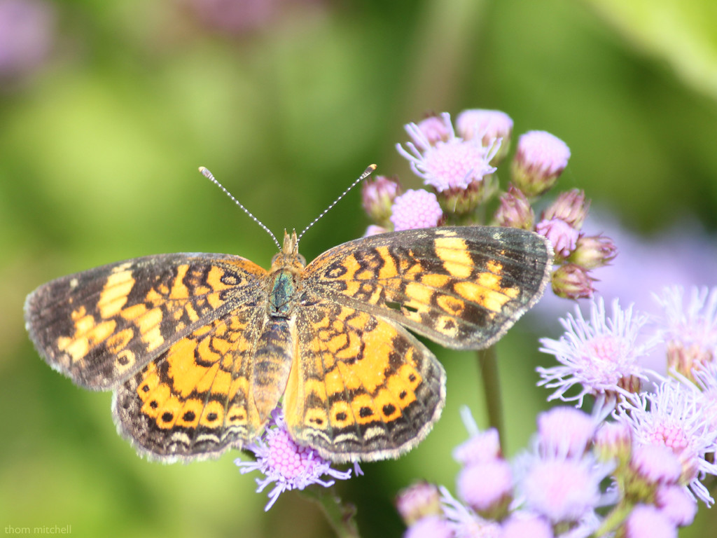 Pearl Crescent by rhoing