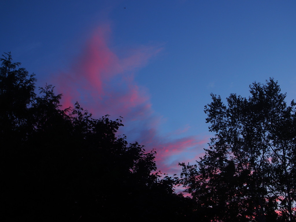 Evening Pink by selkie