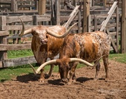 10th Sep 2015 - Texas Longhorns