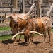 Texas Longhorns by lynne5477