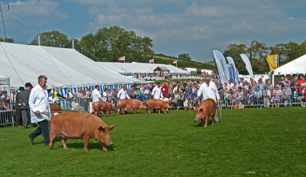 Showing pigs.  by shirleybankfarm