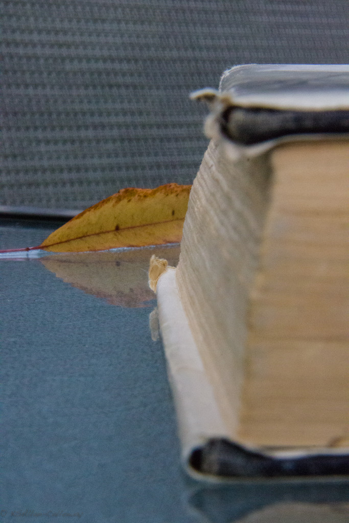 Book Leaf by randystreat