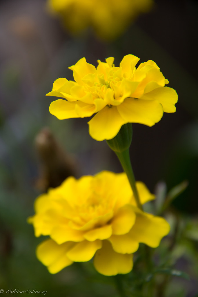 Yellow Marigolds by randystreat