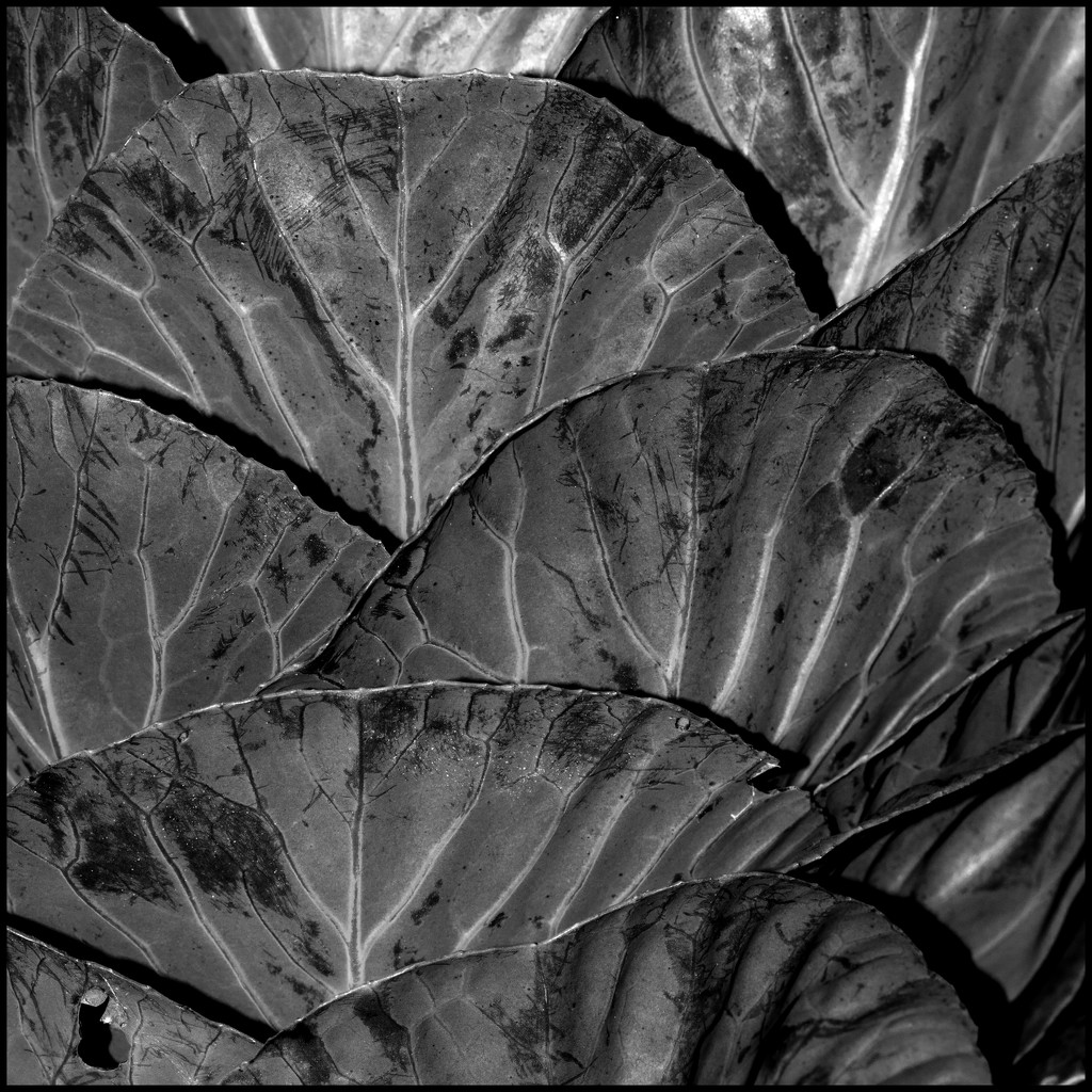 Leaves by dakotakid35